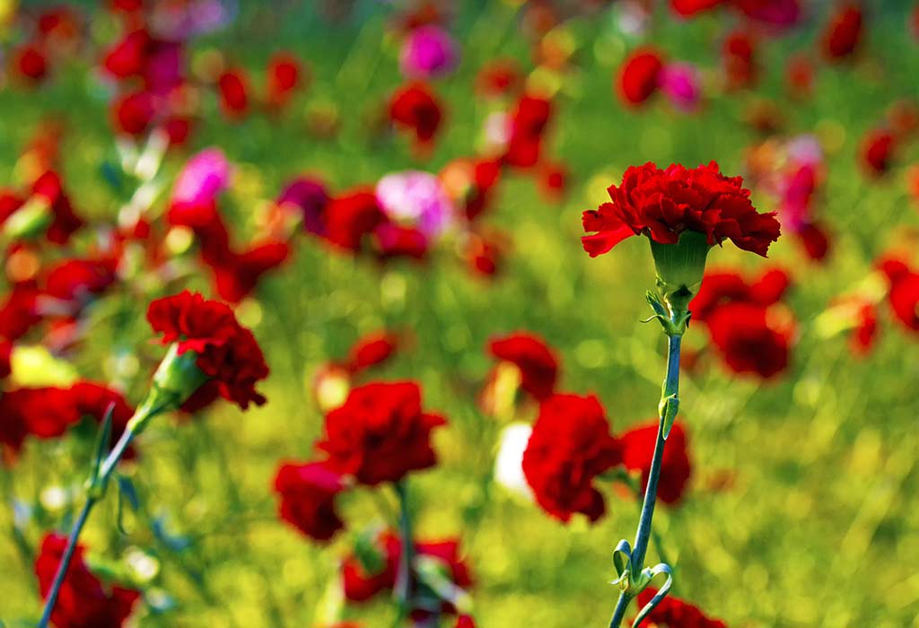 red carnation