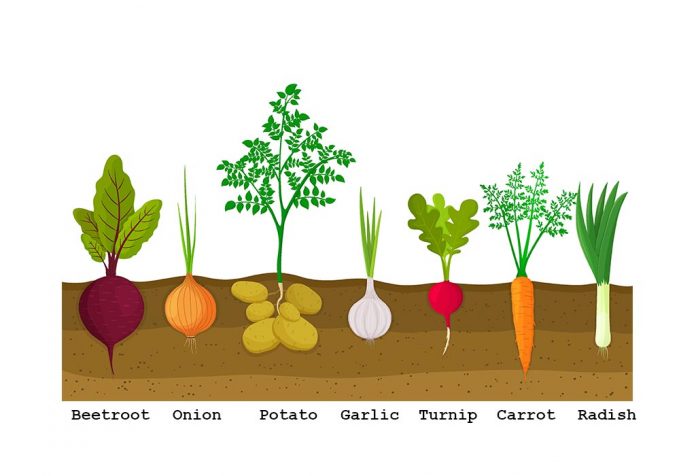 List of Root Vegetables Names for Kids