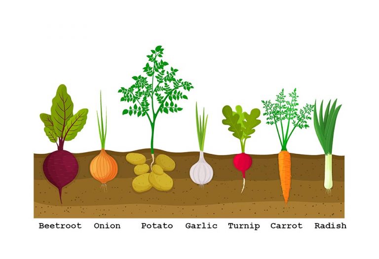 List Of Root Vegetables Names For Kids