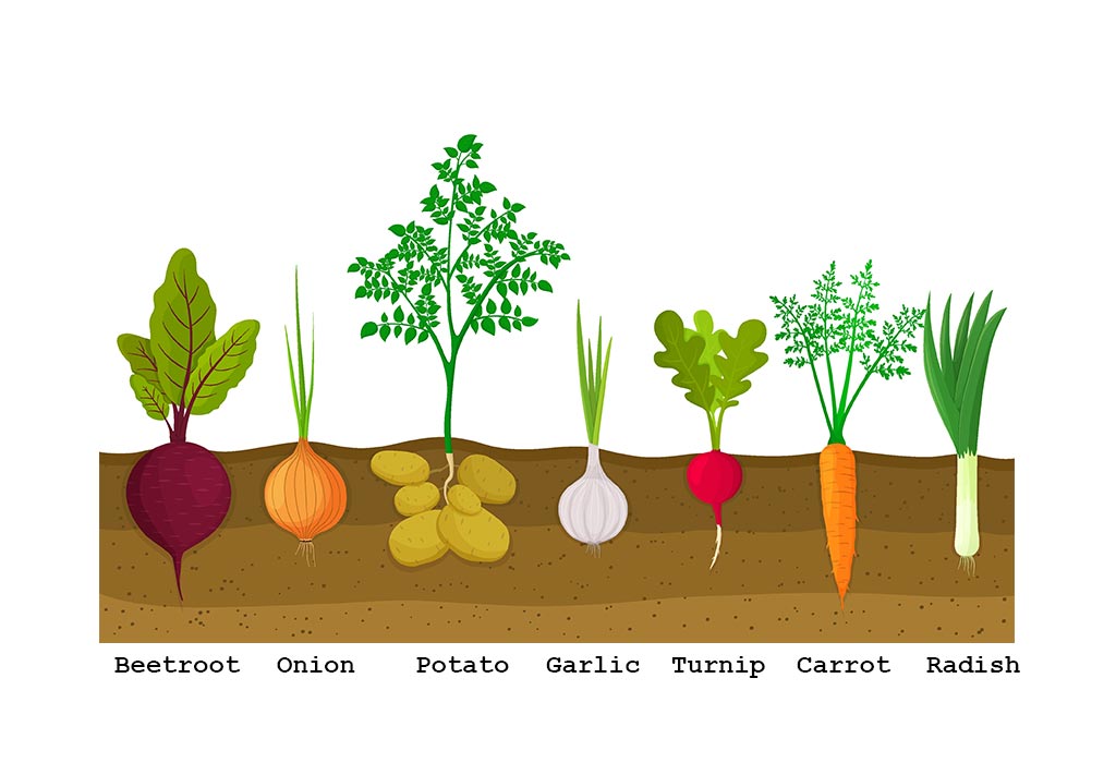 List Of Root Vegetables Names For Kids