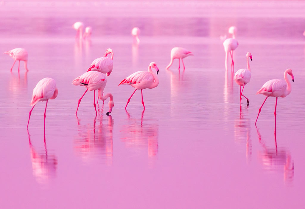 Animals That Are Pink In Colour