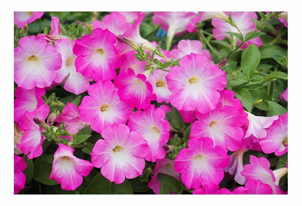 Plants That Are Pink In Colour