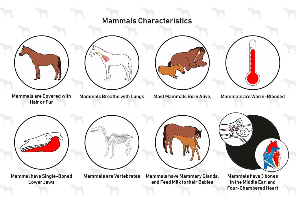 Characteristics Of Mammals