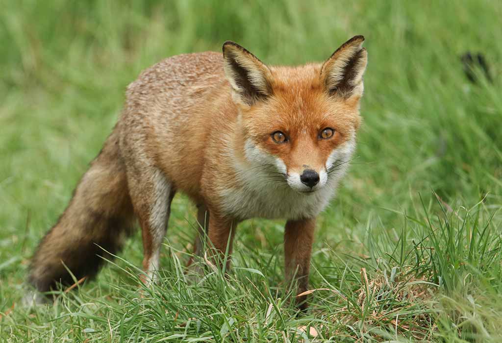 Fox