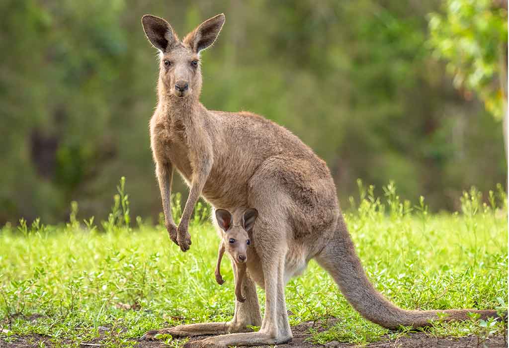 Kangaroo