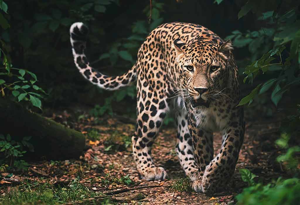 Leopard