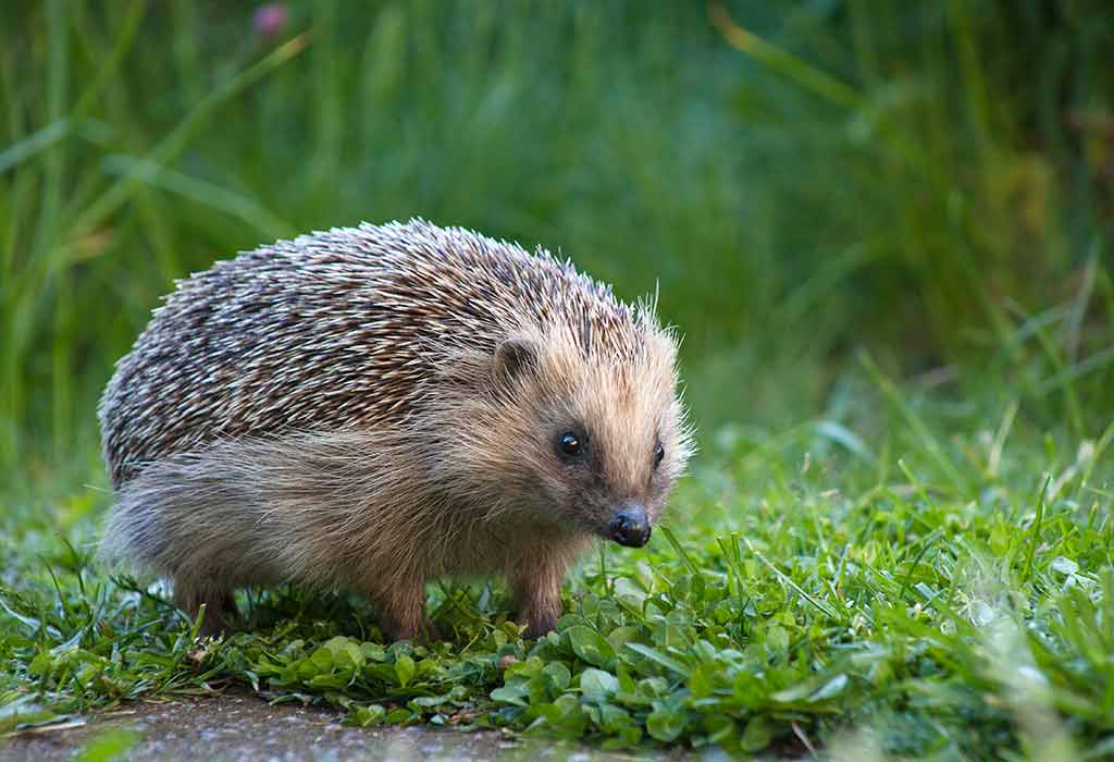 Hedgehog