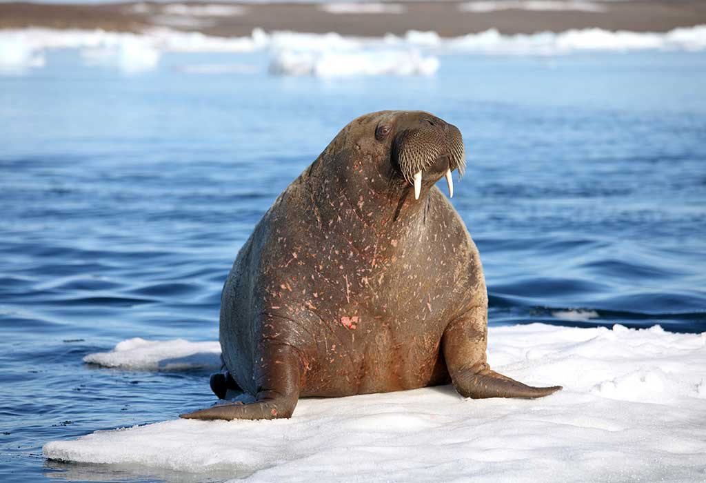 Walrus