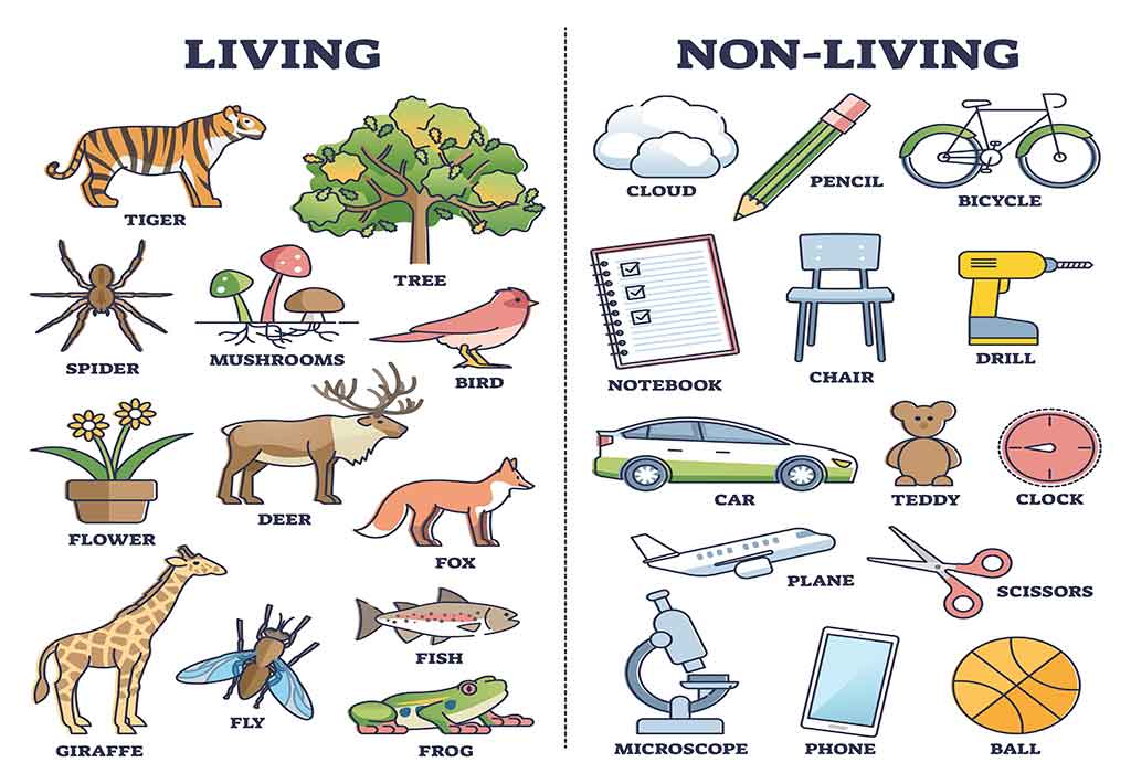 What are 3 examples of non-living things?