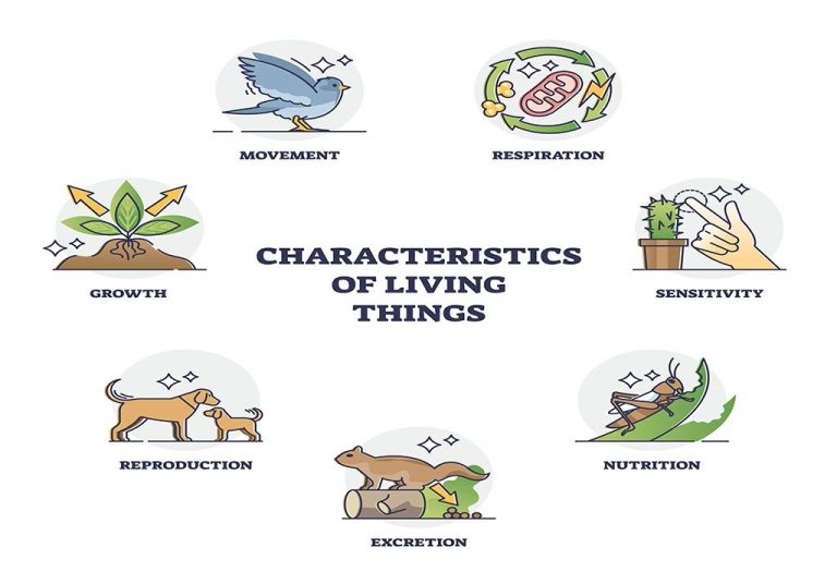 Living And Non Living Things Characteristics Examples