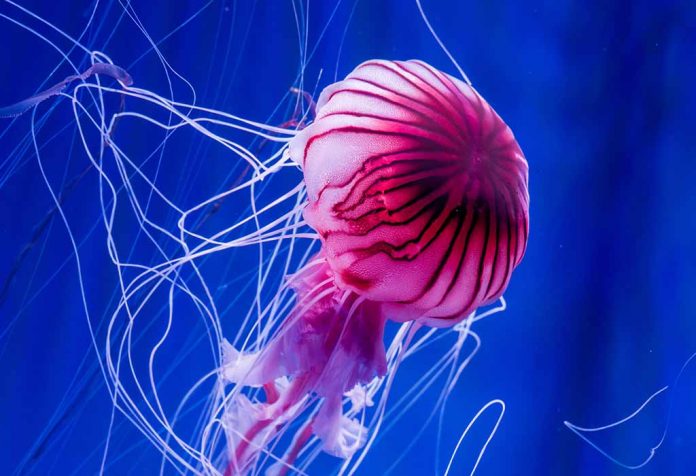 Animal Names That Start With 'J'