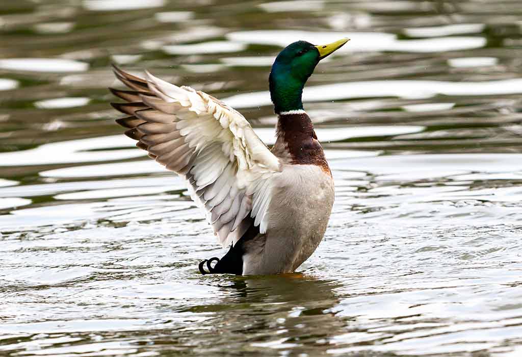 Ducks