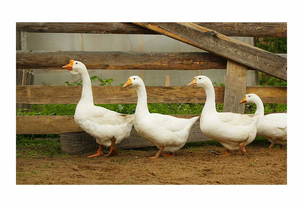 Geese