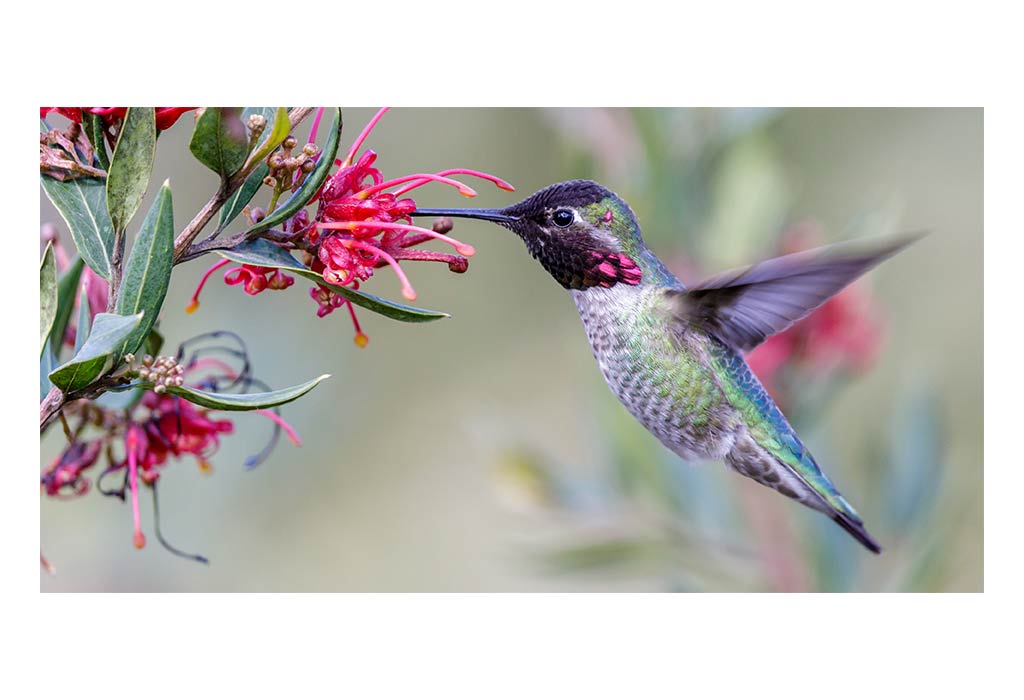 Hummingbirds