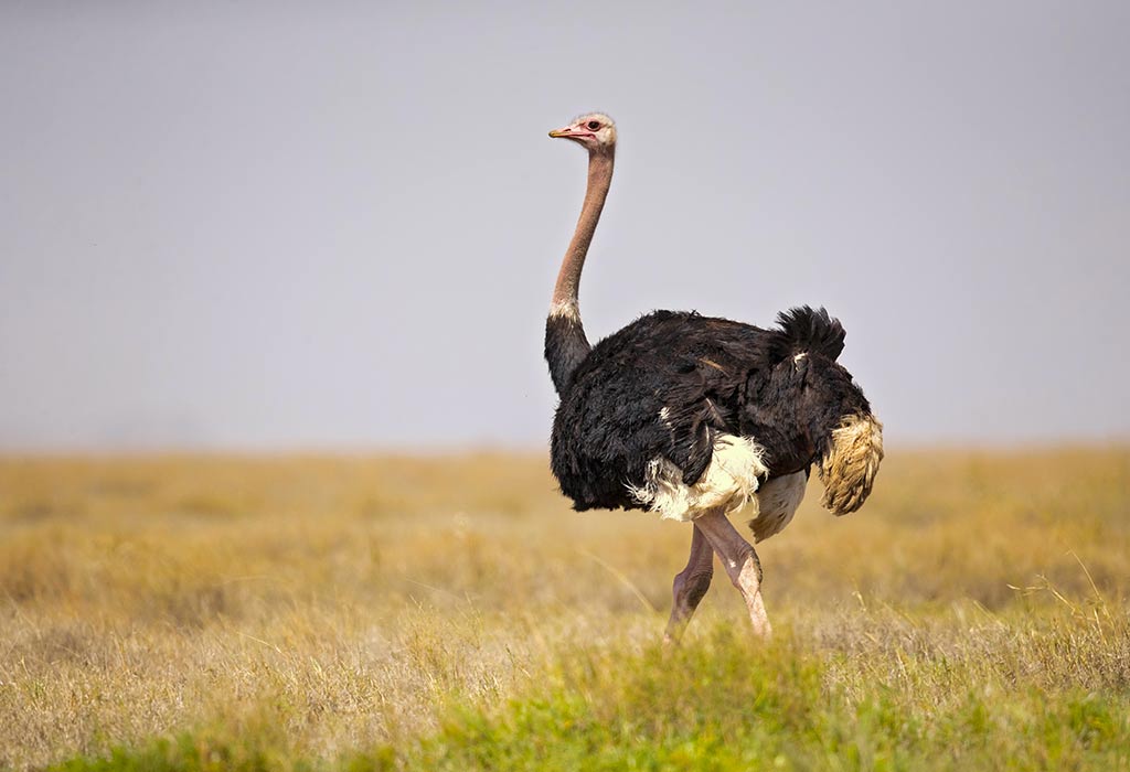 Ostriches