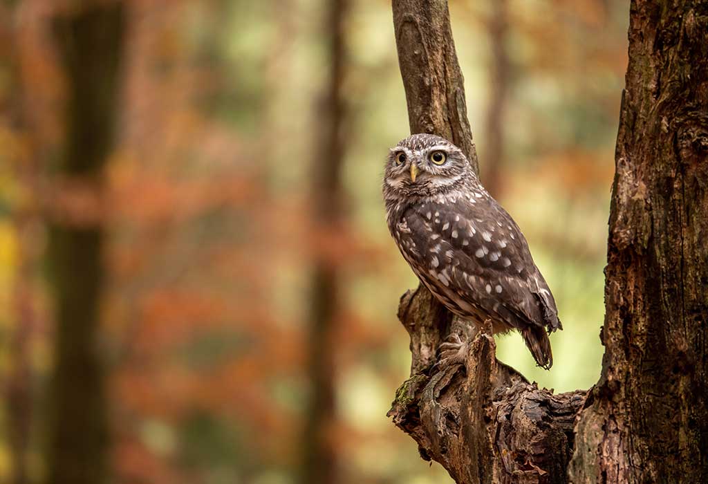 Owls