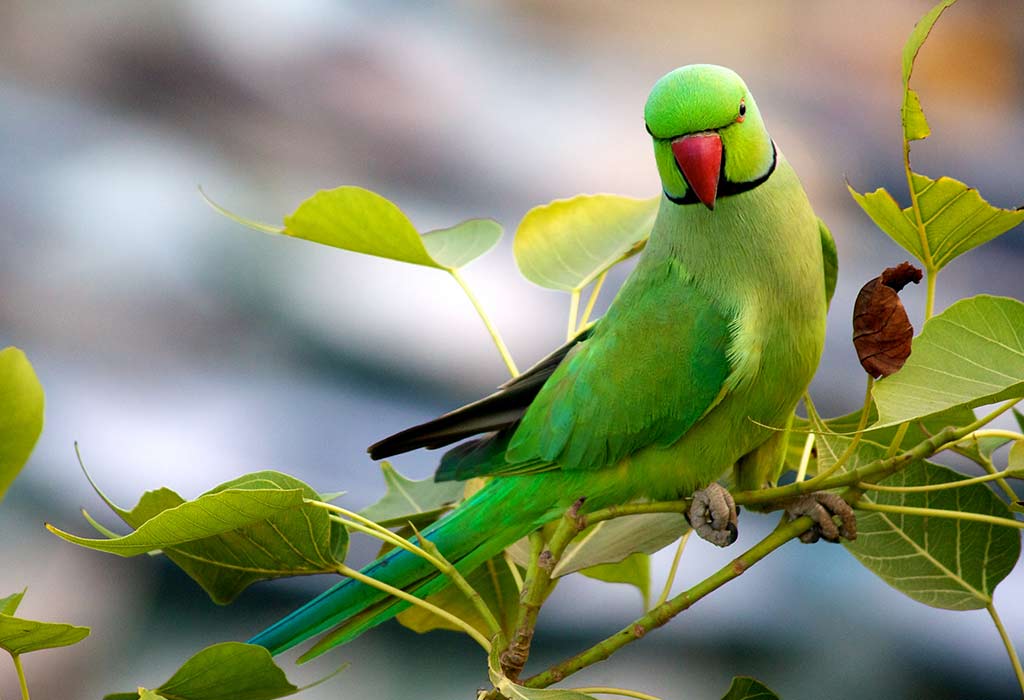 Parrots