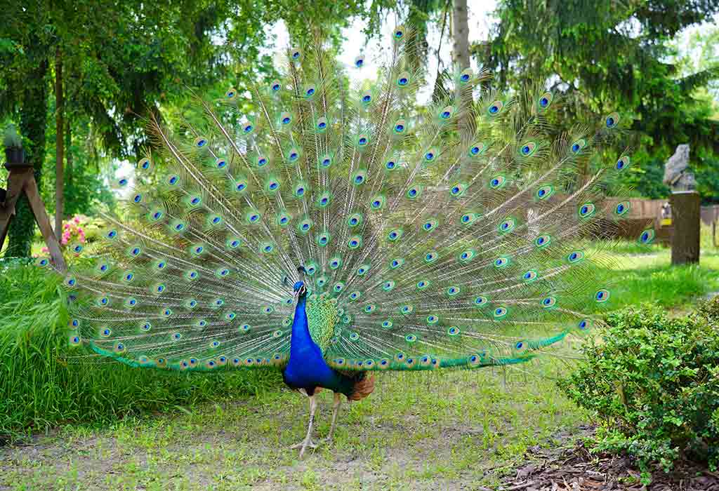 Peacock