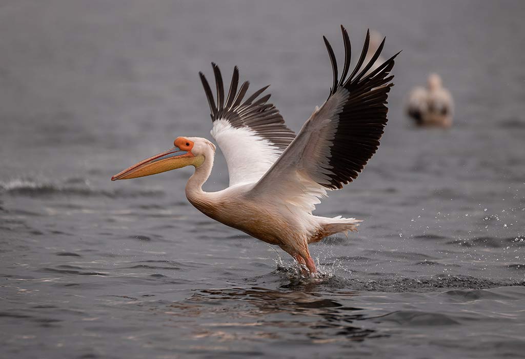 Pelicans