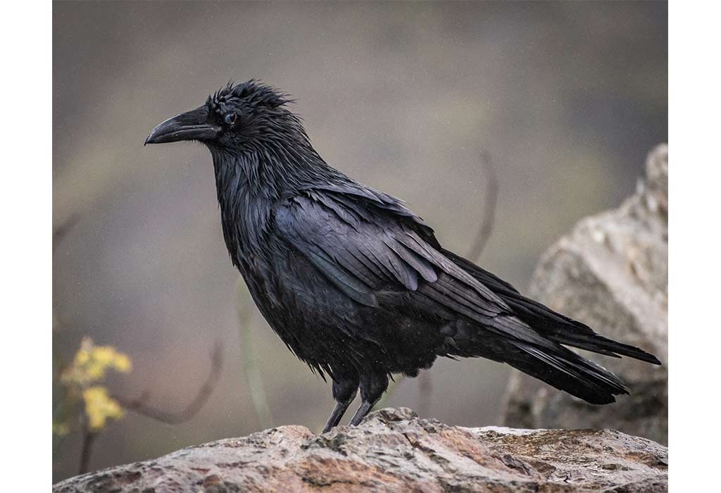 Ravens