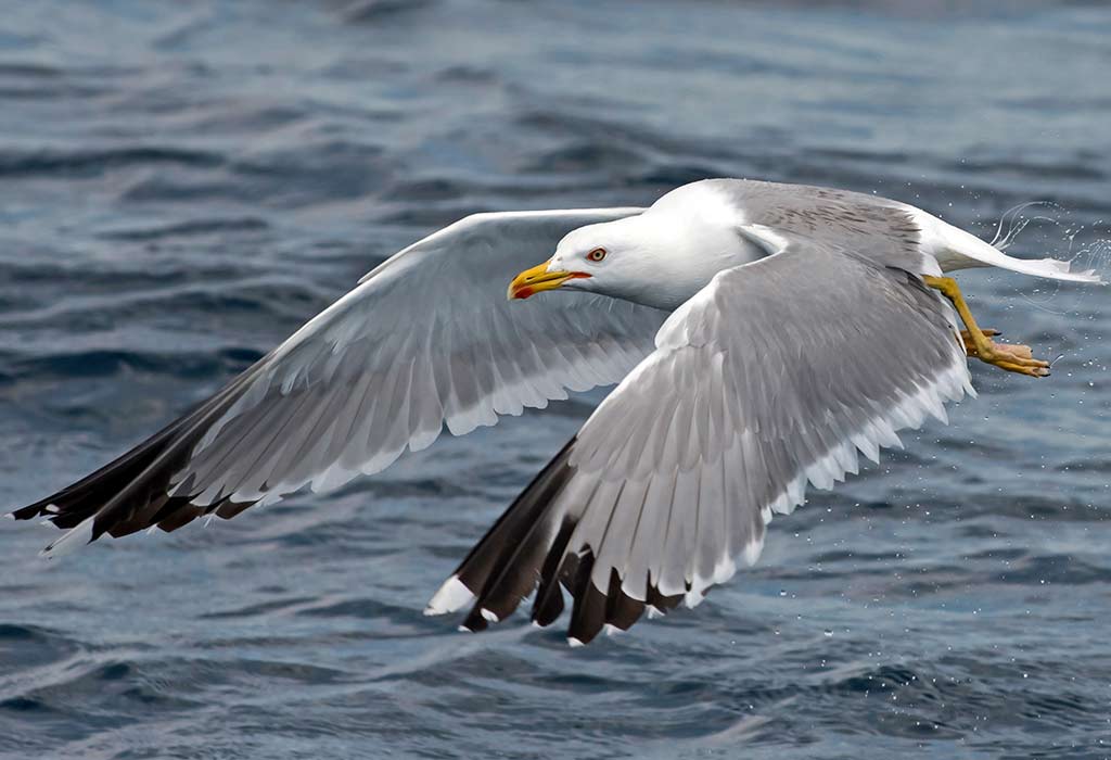 Seagulls