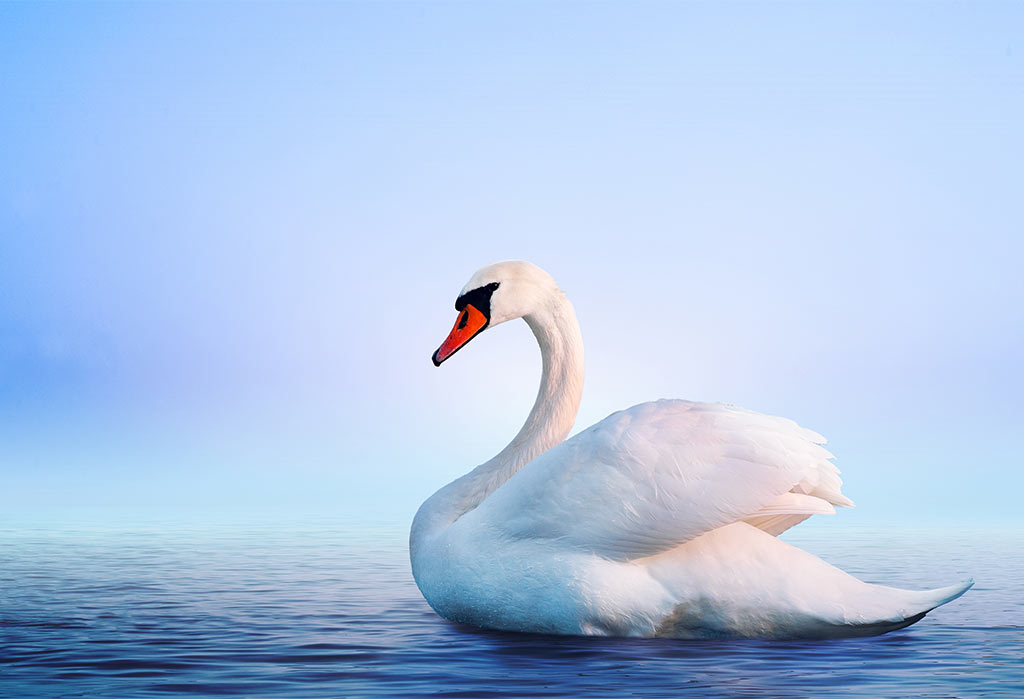 Swans