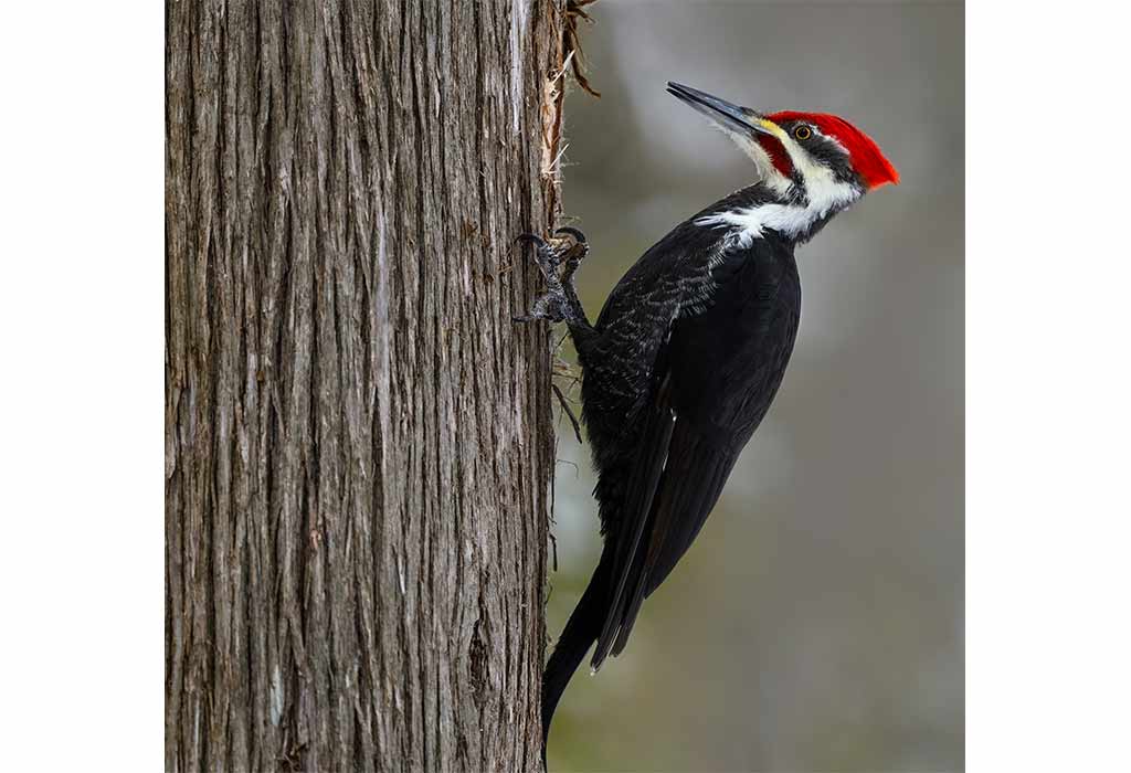 Woodpeckers