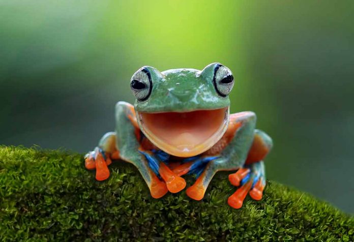 Animal Names That Start With 'F' For Kids
