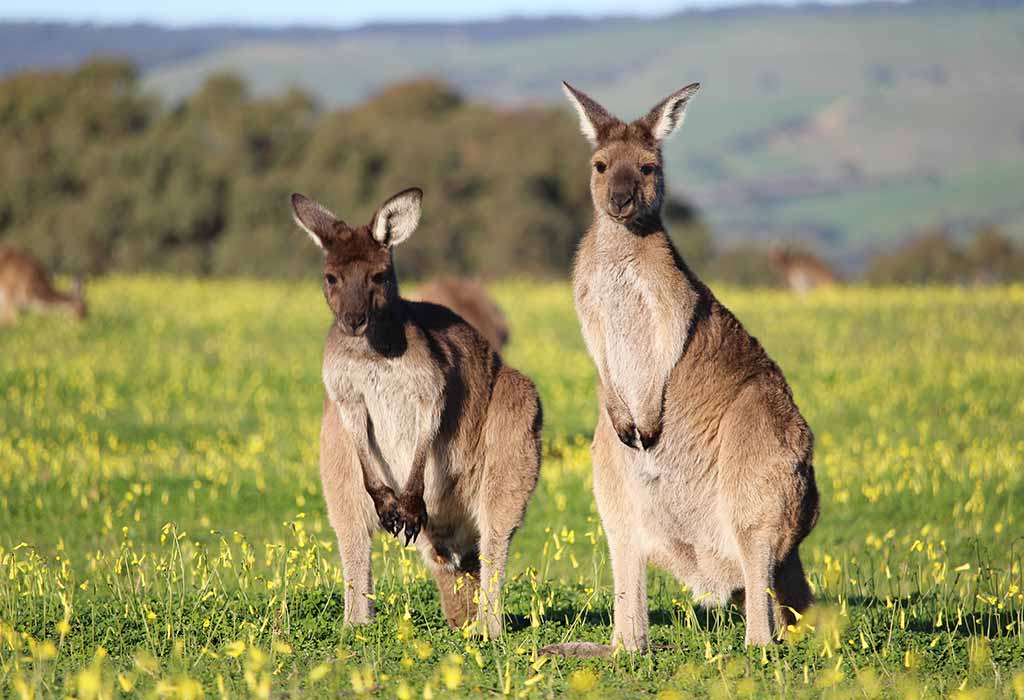 Teach Kids List Of Names Of Animals That Start With Letter K 