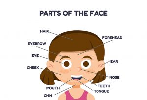 Teaching Face Parts Names in English to Toddlers & Preschoolers