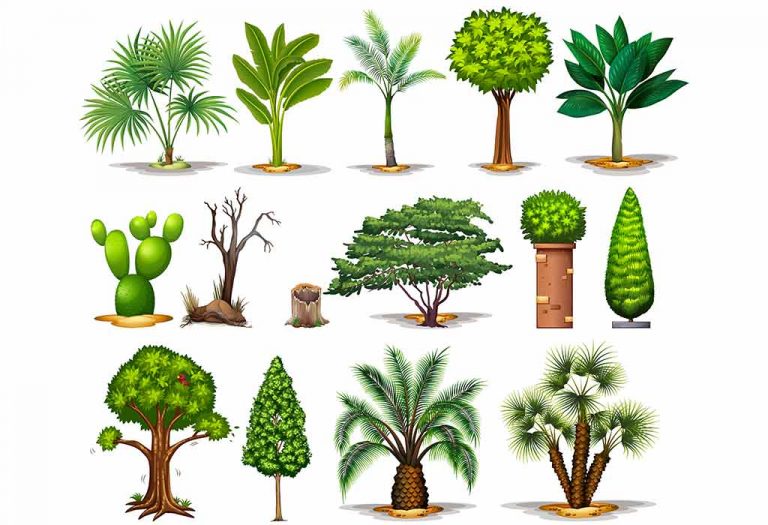 Types Of Plants In English For Preschoolers And Kids