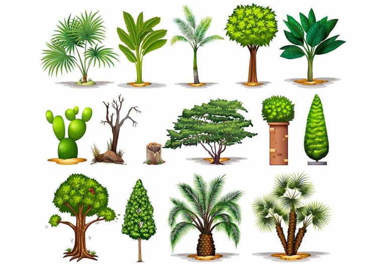 teach-kids-different-types-of-plants-names-their-classification