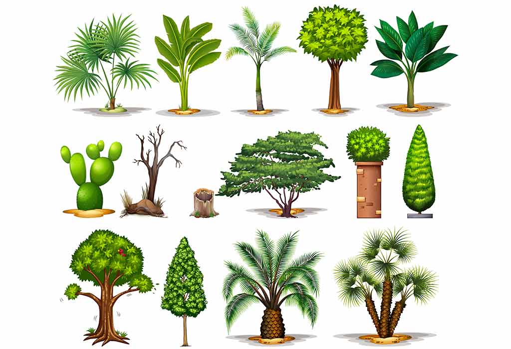 examples of terrestrial plants names