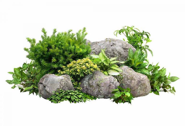 Teach Kids: Different Types of Plants Names & Their Classification