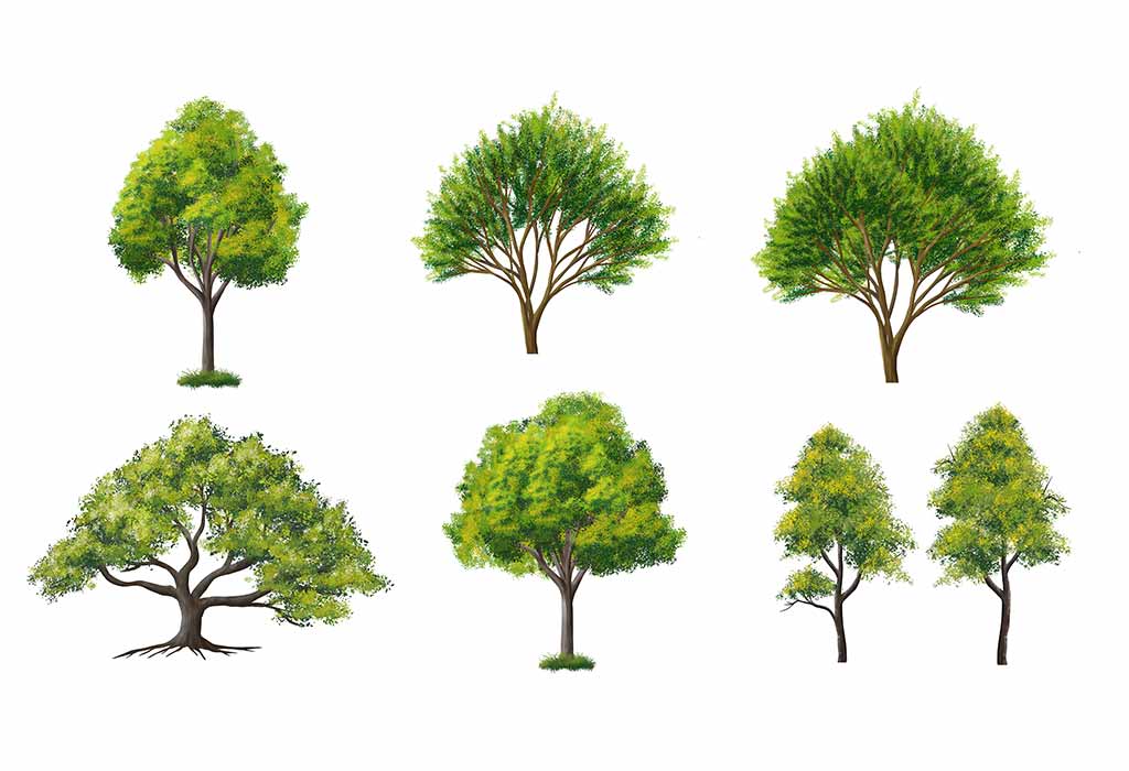 pictures of different types of trees with their names