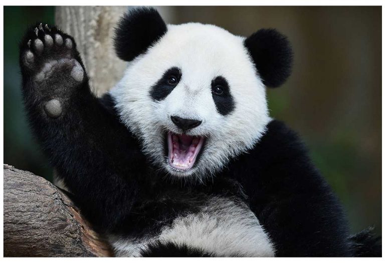 Teach Kids About Things That Are Black & White In Colour