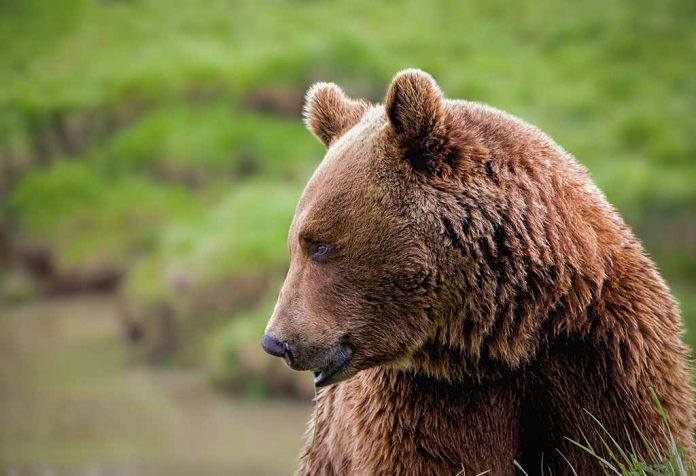 Herbivores, Carnivores And Omnivores Animals For Kids
