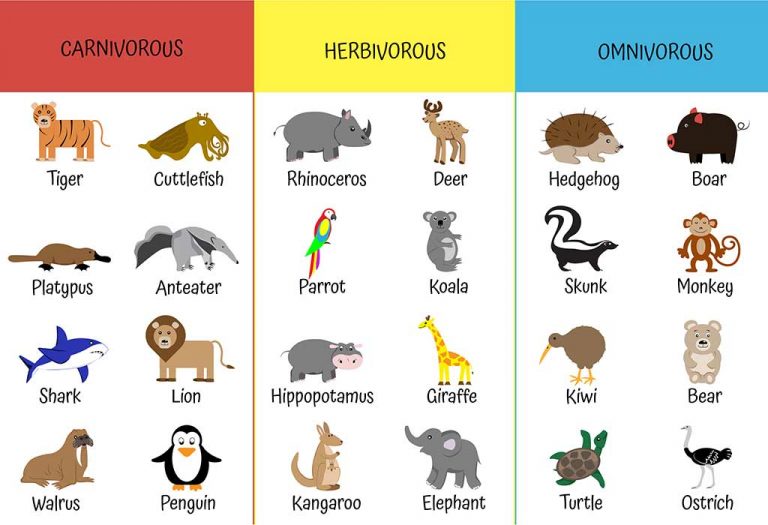 Herbivores, Carnivores And Omnivores: Types Of Animals For Kids