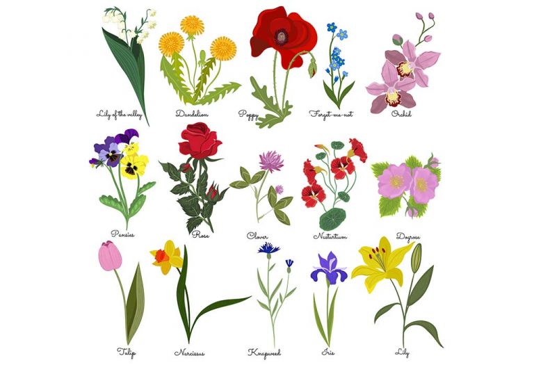 Let's Learn Flower Names In English For Kids