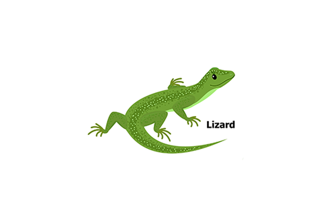 Teach Kids Different Names of Reptiles