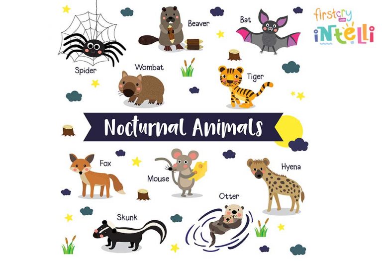 Teaching Your Kids About Nocturnal Animals