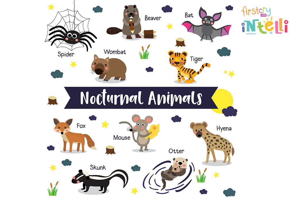 Nocturnal Animals List