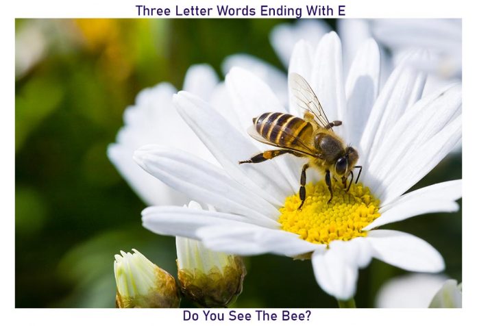 3 Letter Words Ending With E For Kids To Improve Vocabulary