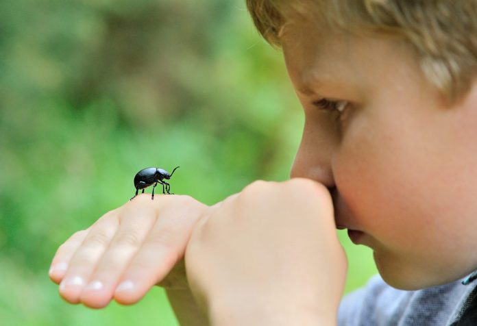 Insects Names In English For Kids