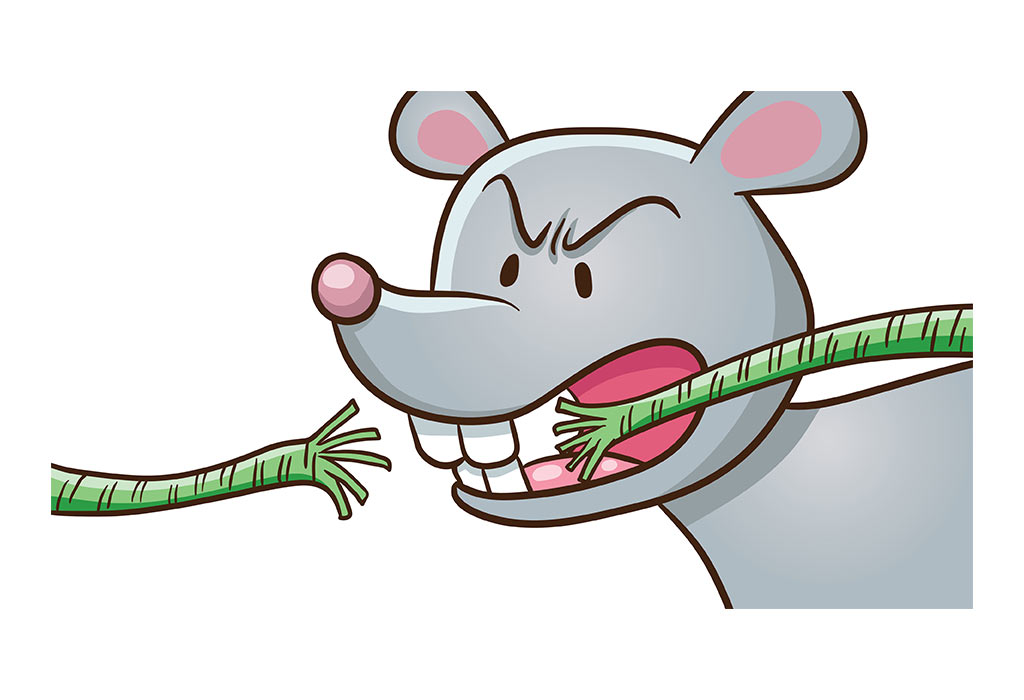 Mouse Biting The Rope