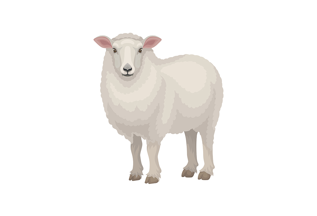 Animals That Are White -Sheep