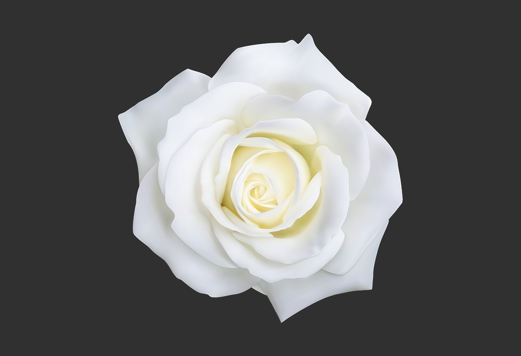 Plants That Are White - Rose