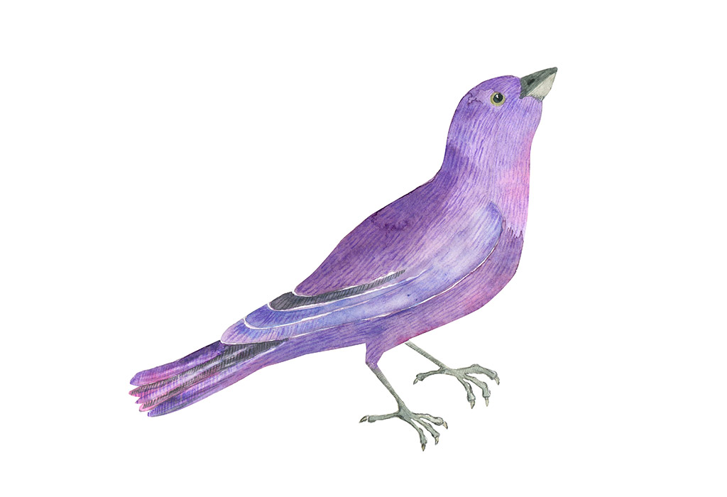 Animals And Birds That Are Purple