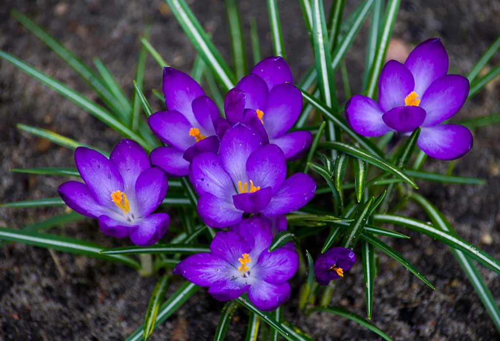 Plants That Are Purple