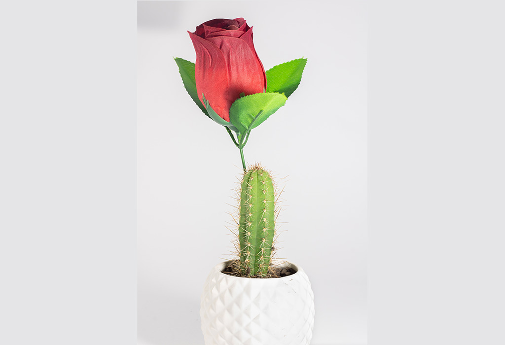 Rose & Cactus
